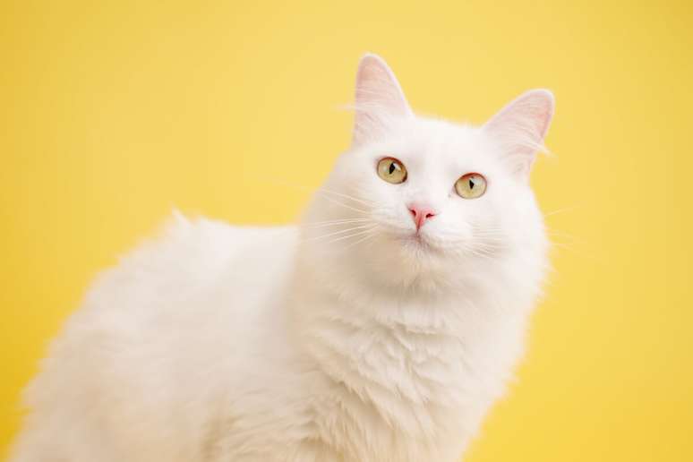 O angor&aacute; turco apresenta pelos longos, finos e macios, com movimento leve 