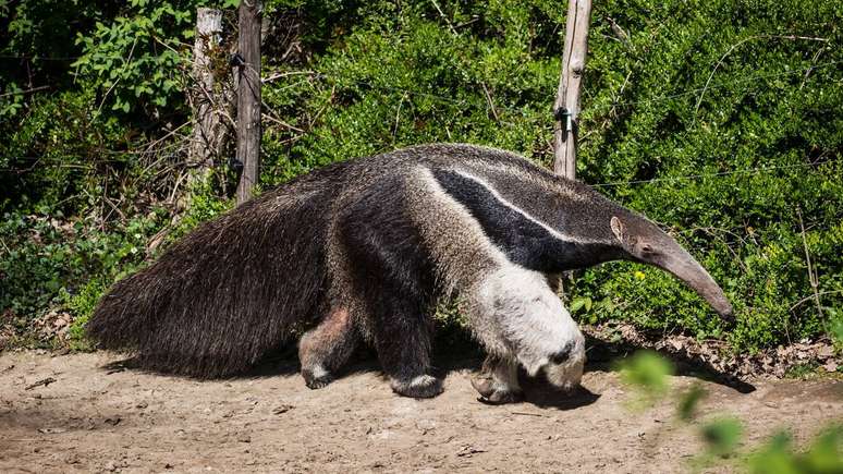 A anatomia do tamandu&aacute; torna a locomo&ccedil;&atilde;o peculiar: o animal apoia parte das patas de lado, para proteger as garras, e caminha de maneira relativamente r&iacute;gida &ndash; depositphotos.com / Vrabelpeter1