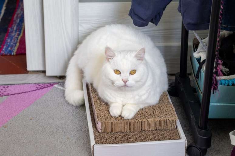 O british shorthair tem a&nbsp;pelagem curta, densa e f&aacute;cil de cuidar 