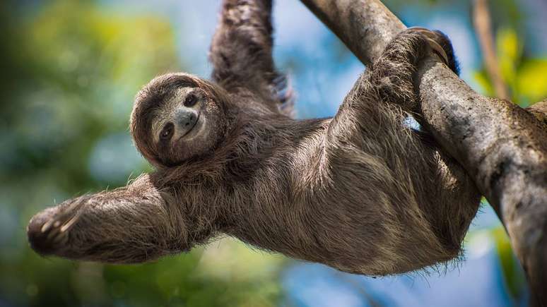 pregui&ccedil;a &ndash; depositphotos.com / jdross75