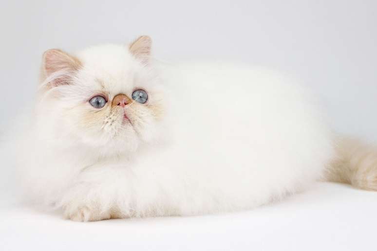 A pelagem do gato himalaio &eacute; longa e macia, geralmente branca com leves marca&ccedil;&otilde;es 