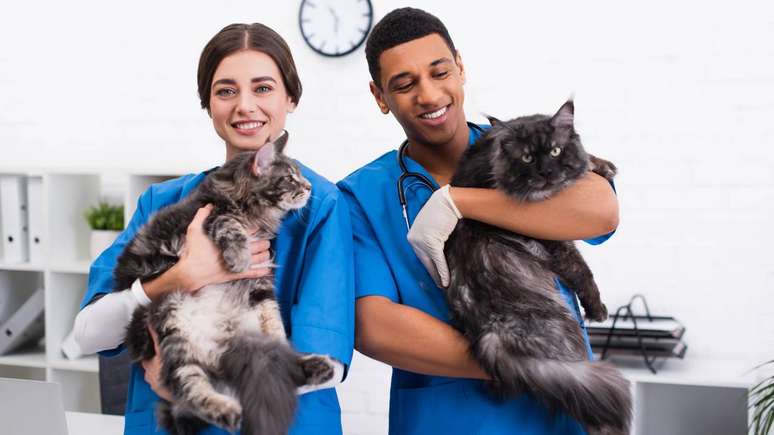 Pesquisadores apontam que o gato dom&eacute;stico ocupa uma posi&ccedil;&atilde;o intermedi&aacute;ria entre animal plenamente domesticado e animal apenas socializado &ndash; depositphotos.com / Ischukigor