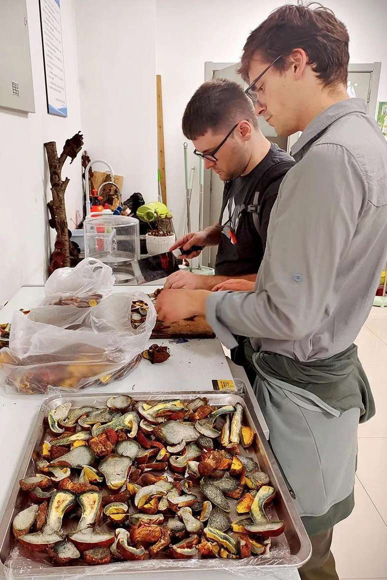 Domnauer e seus colegas ainda tentam identificar o composto alucin&oacute;geno presente no L. asiatica