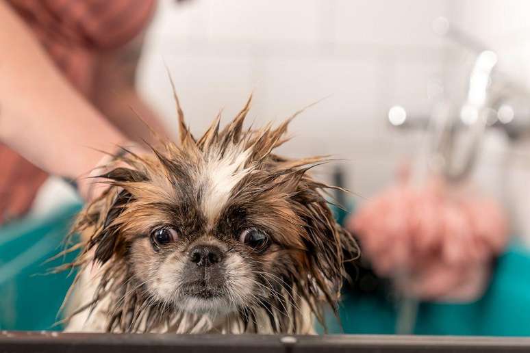 Banhos s&atilde;o situa&ccedil;&otilde;es de grande estresse para os cachorros, ent&atilde;o &eacute; preciso amenizar seu impacto com brincadeiras e petiscos para o animal