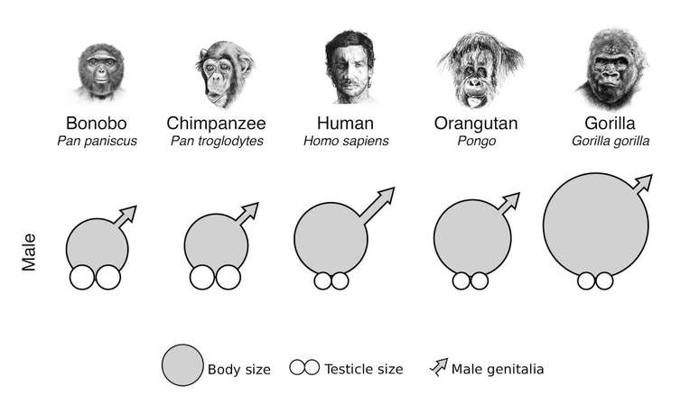 Um gr&aacute;fico mostrando que os seres humanos t&ecirc;m os maiores p&ecirc;nis em compara&ccedil;&atilde;o com o tamanho do corpo, enquanto outros primatas t&ecirc;m test&iacute;culos maiores ou ambos s&atilde;o pequenos.