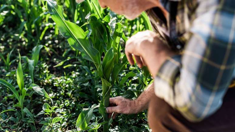 agricultura &ndash; depositphotos.com / AndrewLozovyi