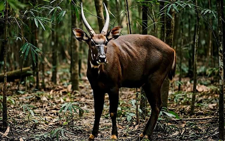 Habitat isolado, poucos registros e ca&ccedil;a indireta colocam o saola em risco cr&iacute;tico de extin&ccedil;&atilde;o &ndash; Reprodu&ccedil;&atilde;o de V&iacute;deo