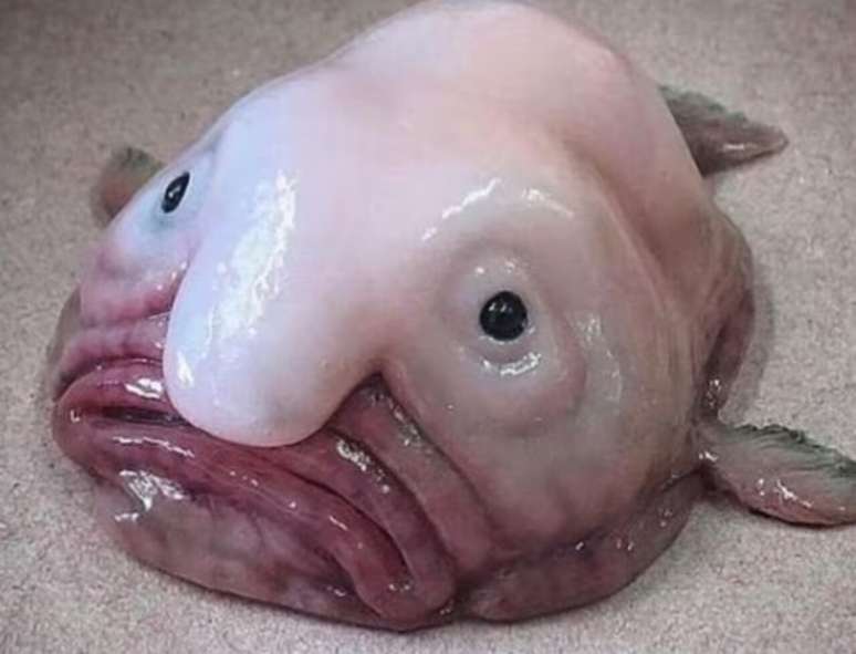 Quando o blobfish &eacute; retirado das profundezas, esse tecido gelatinoso perde a &ldquo;sustenta&ccedil;&atilde;o&rdquo; fornecida pela alta press&atilde;o, e o corpo passa a ter o aspecto fl&aacute;cido que chamou a aten&ccedil;&atilde;o em fotografias &ndash; Reprodu&ccedil;&atilde;o X/@spacecatx11