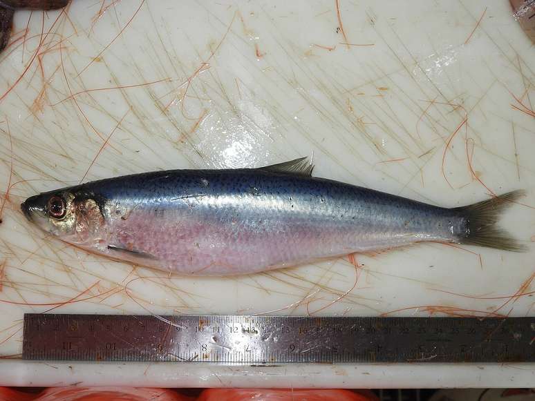 A longevidade do arenque varia conforme a regi&atilde;o, mas muitos indiv&iacute;duos podem viver de 10 a 15 anos, com registros de exemplares que ultrapassam essa faixa em ambientes favor&aacute;veis &ndash; Savoieju/Wikimedia Commons