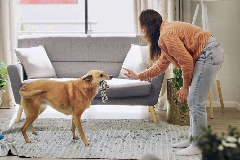 Quando o tutor utiliza o corpo para se comunicar, o c&atilde;o responde com mais aten&ccedil;&atilde;o e aprende melhor 