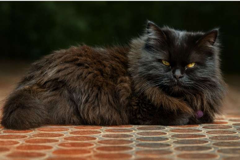 O gato persa &eacute; tranquilo e prefere ambientes calmos 