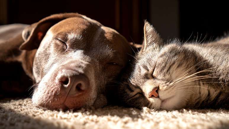 కుక్కలు మరియు పిల్లుల మధ్య అత్యంత సాధారణ పరీక్షలు, టీకాలు మరియు సంరక్షణను అధ్యయనం చూపుతుంది మరియు పెంపుడు జంతువుల ఆరోగ్యంలో నివారణ యొక్క ప్రాముఖ్యతను బలపరుస్తుంది