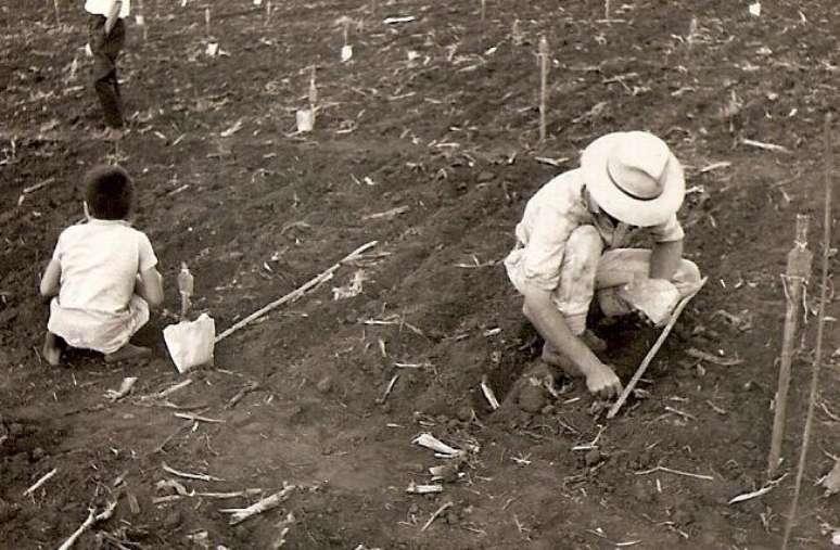 Plantio de feij&atilde;o em Taquarituba no anos 1960