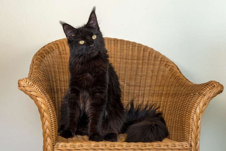 O maine coon &eacute; uma ra&ccedil;a extremamente d&oacute;cil, soci&aacute;vel e brincalhona 