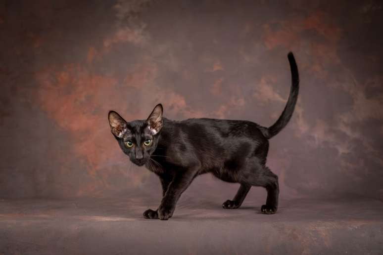 A ra&ccedil;a oriental shorthair &eacute; bastante comunicativa, curiosa e ativa 