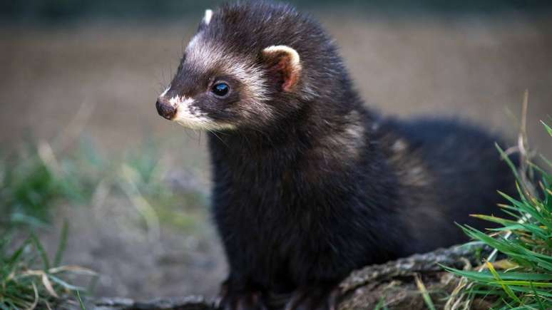 Antes de adotar um fur&atilde;o, pense: sua rotina combina com um animal curioso, que explora tudo e precisa de aten&ccedil;&atilde;o constante? &ndash; depositphotos.com / phil_bird