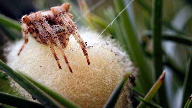 O sucesso das aranhas na ca&ccedil;a est&aacute; diretamente ligado ao fluxo de presas que circula pelas plantas escolhidas &ndash; depositphotos.com / rod.rkhill.com
