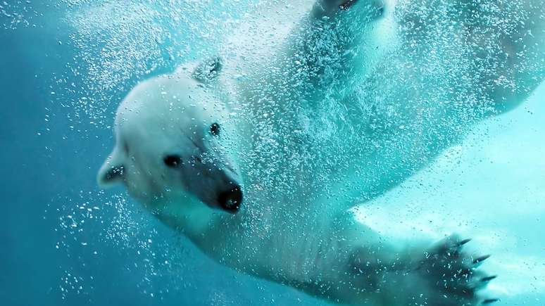 Urso polar &ndash; depositphotos.com / Mirage3