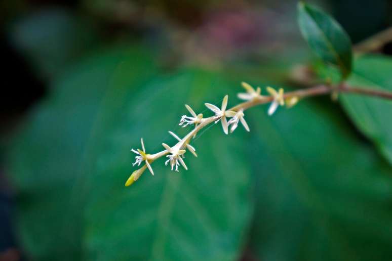 A guin&eacute; tem antioxidantes que podem ajudar a reduzir o estresse oxidativo no organismo 