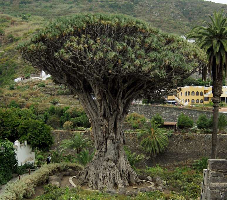 S&iacute;mbolo de resist&ecirc;ncia no deserto, a &aacute;rvore de Socotra mistura lenda, hist&oacute;ria e alerta ambiental &ndash; Wikipedia Commons/Autor Desconhecido