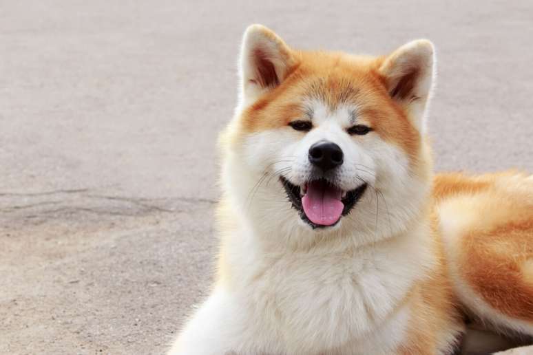 O akita inu &eacute; um c&atilde;o imponente, de porte grande e apar&ecirc;ncia nobre 