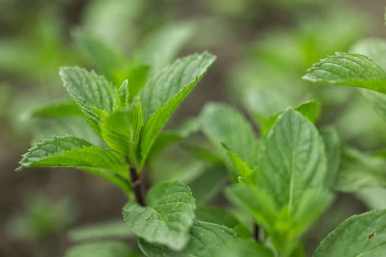 A hortel&atilde; promove leveza emocional, acolhimento e prote&ccedil;&atilde;o energ&eacute;tica ao canceriano 