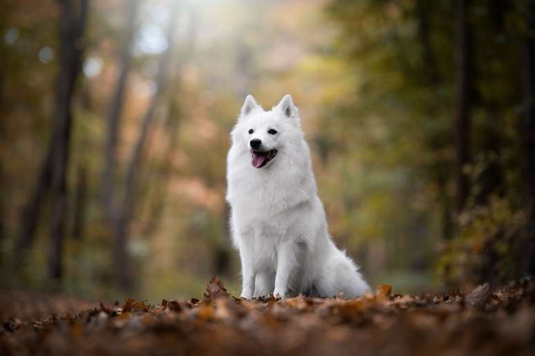 Embora compartilhem caracter&iacute;sticas em comum, cada ra&ccedil;a de spitz possui particularidades