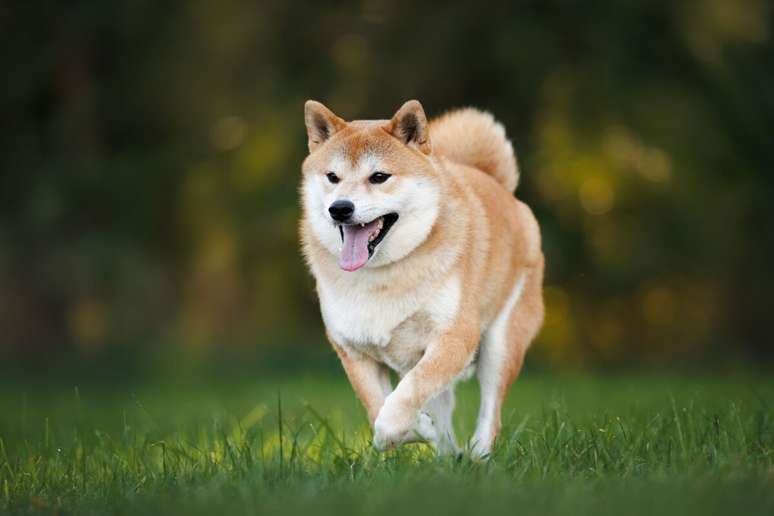 O shiba inu &eacute; &aacute;gil, inteligente e com forte instinto de ca&ccedil;a 