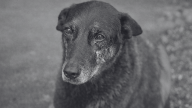 Lei brasileira que trata dos maus-tratos a animais prev&ecirc; penas brandas