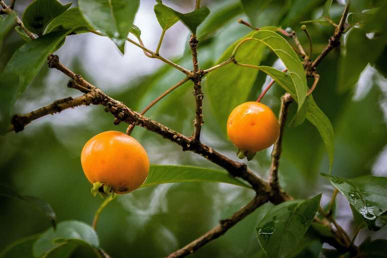 A gabiroba re&uacute;ne compostos naturais que ajudam a reduzir inflama&ccedil;&otilde;es leves e a promover o bem-estar do organismo 