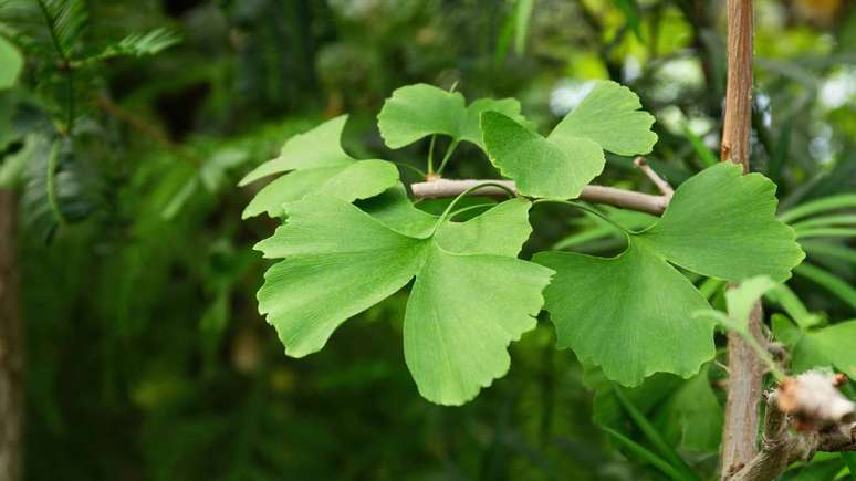 Um dos usos mais conhecidos do Ginkgo biloba &eacute; na tentativa de apoiar a mem&oacute;ria, a concentra&ccedil;&atilde;o e outras fun&ccedil;&otilde;es cognitivas &ndash; depositphotos.com / photographer.moskova