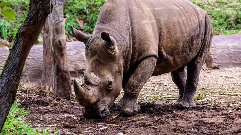 Na pr&aacute;tica, a conserva&ccedil;&atilde;o do rinoceronte-de-Java envolve um conjunto de a&ccedil;&otilde;es coordenadas &ndash; depositphotos.com / nuwatphoto