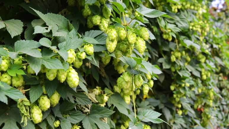 O consumo de l&uacute;pulo fora da cerveja ocorre normalmente em doses pequenas, devido ao sabor amargo intenso &ndash; depositphotos.com / Daria Katiukha