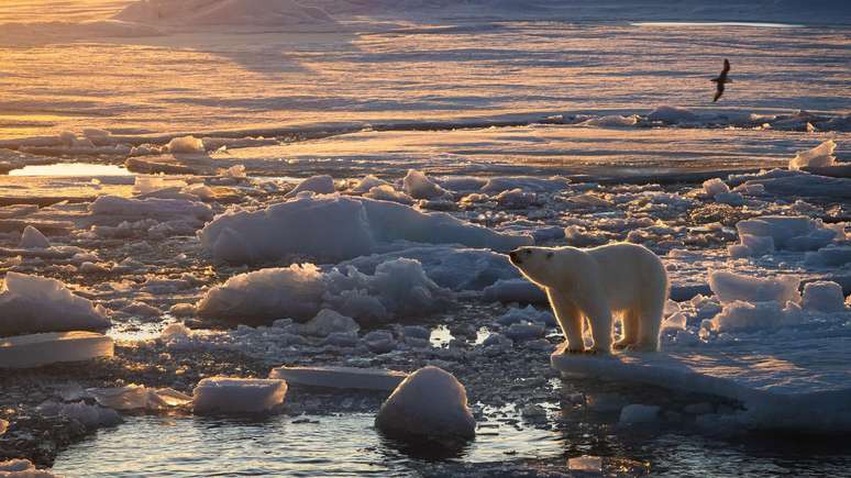Um urso polar est&aacute; em p&eacute; na borda de uma placa de gelo. Ele olha para o horizonte, e o gelo ao seu redor est&aacute; quebrado e derretendo. 