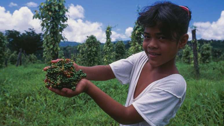 Em 1430, um quilo de gr&atilde;os de pimenta custava tanto quanto um porco