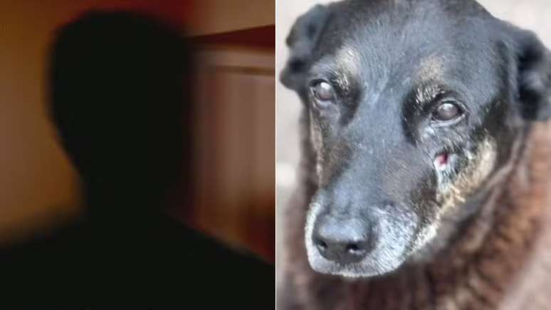 Caso c&atilde;o Orelha