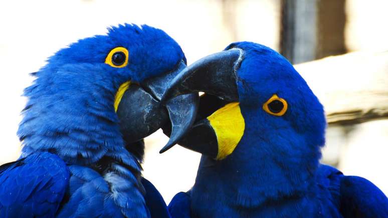 araras &ndash; depositphotos.com / maury75