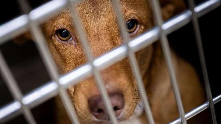 Tortura e assassinato de animais acontecem diariamente, diz delegada