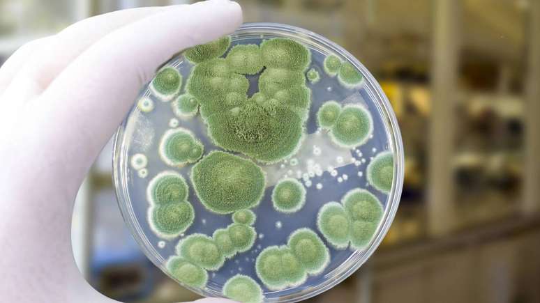 O respons&aacute;vel pela descoberta da penicilina foi um fungo microsc&oacute;pico produtor de mofo, pertencente ao g&ecirc;nero Penicillium &ndash; depositphotos.com / katerynakon