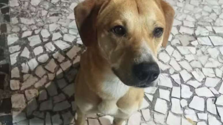Cachorro Caramelo