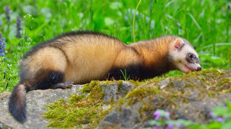 Seus corpos longos e esguios e sua natureza curiosa permitem que eles entrem em buracos e t&uacute;neis, algo que humanos e muitos c&atilde;es n&atilde;o conseguem fazer bem