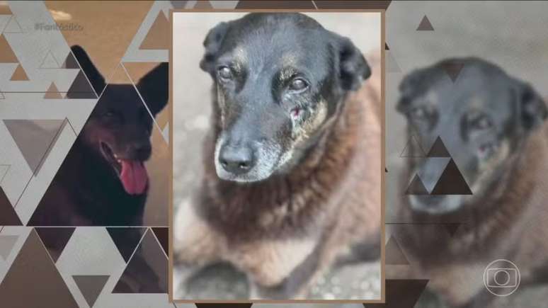 Caso Orelha: Porteiro faz revela&ccedil;&atilde;o sobre agress&atilde;o a c&atilde;o em Florian&oacute;polis