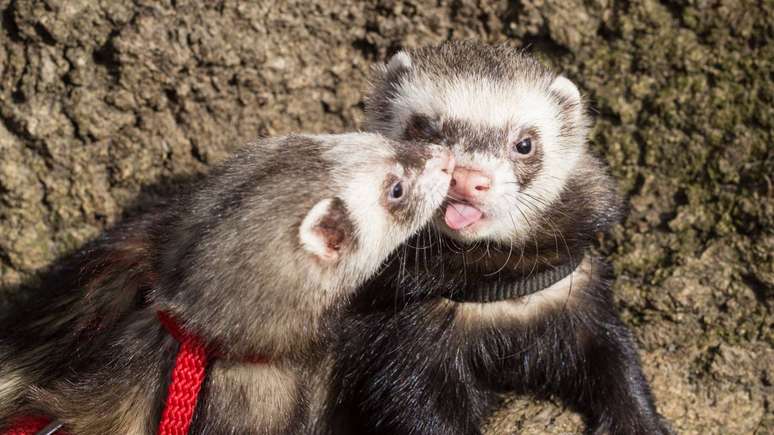 animais que se beijam &ndash; depositphotos.com / OlVic