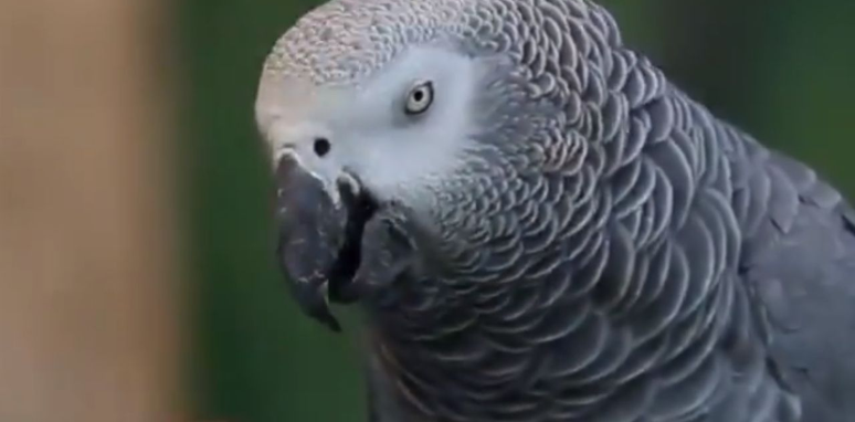 Imagem ilustrativa mostra papagaio que &eacute; da mesma esp&eacute;cie de Nigel