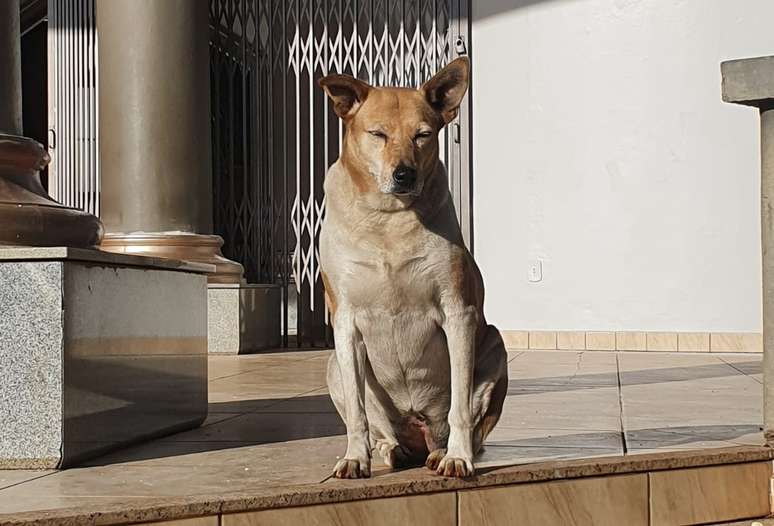 A cachorrinha Dara era mantida por moradores de Ivaipor&atilde; (PR) h&aacute; 10 anos; ela morreu nesta segunda-feira, 2, ap&oacute;s ter sido atropelada