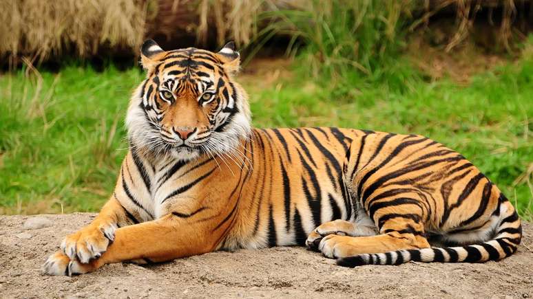 Na natureza eles quase nunca se encontram. O debate &eacute; te&oacute;rico, mas revela como dois dos maiores felinos do planeta evolu&iacute;ram para serem m&aacute;quinas de combate &ndash; depositphotos.com / neelsky