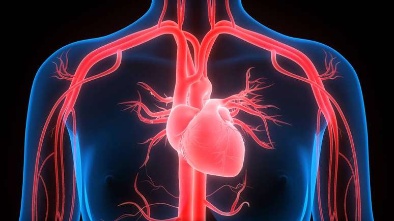 O cora&ccedil;&atilde;o, por sua vez, atua como bomba muscular encarregada de impulsionar o sangue atrav&eacute;s dos vasos sangu&iacute;neos &ndash; depositphotos.com / magicmine