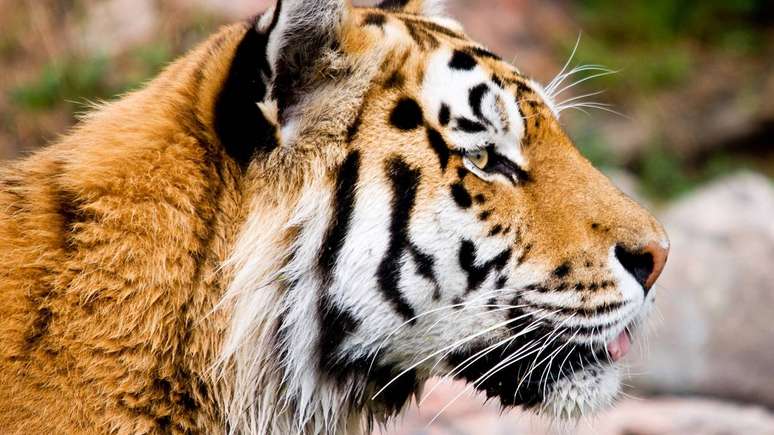 A preserva&ccedil;&atilde;o do tigre-de-amur &eacute; essencial n&atilde;o s&oacute; pelo animal, mas por tudo que ele representa: florestas saud&aacute;veis, presas abundantes e ecossistemas &iacute;ntegros &ndash; depositphotos.com / byggarn79