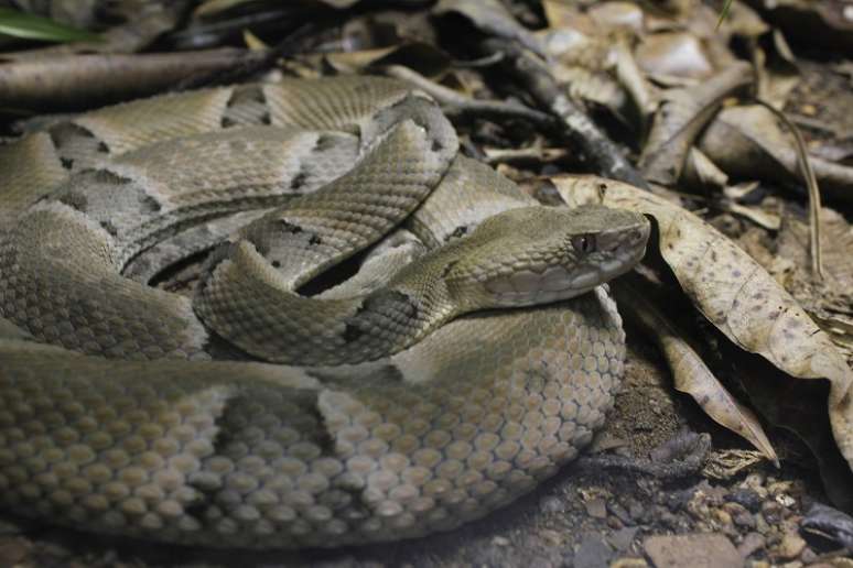 Prote&iacute;na presente no veneno da jararaca 'desafia' regra da biologia e intriga cientistas