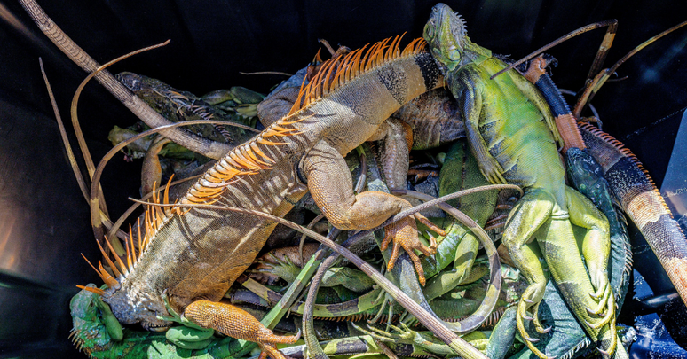 No frio, as iguanas ficam let&aacute;rgicas e podem cair das &aacute;rvores &agrave; medida que perdem as for&ccedil;as